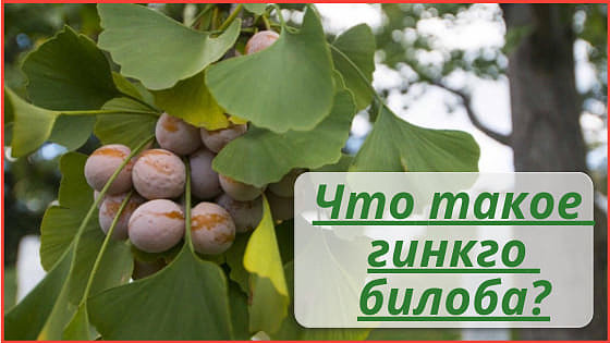 Что такое гинкго билоба
