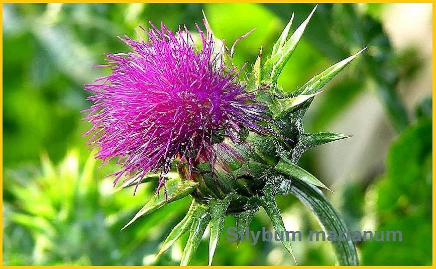 Расторопша (Silybum marianum)