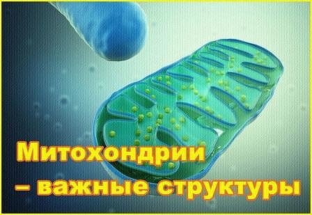 митохондрии митохондрии