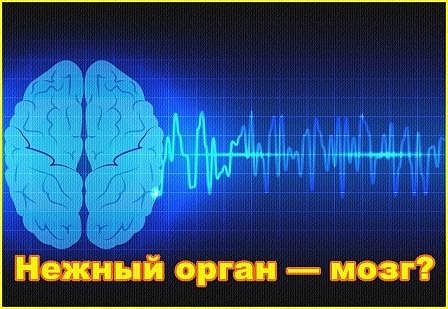 нежный орган — мозг нежный орган — мозг