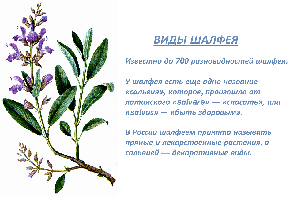 Виды шалфея Виды шалфея