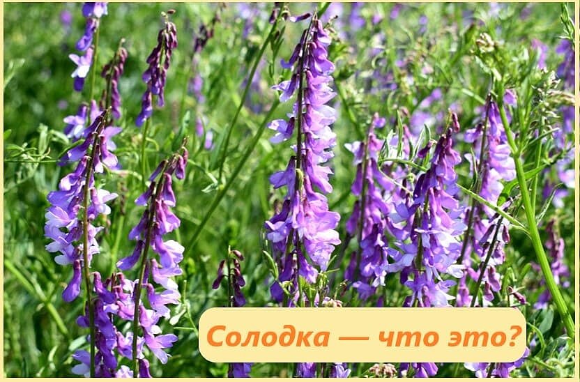 солодка что это солодка что это