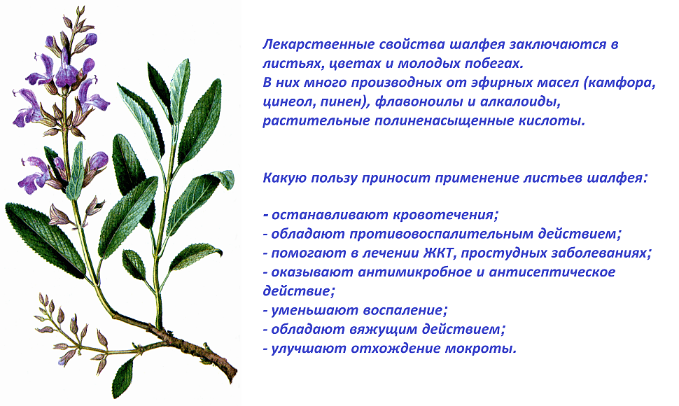 Лекарственные свойства шалфея Лекарственные свойства шалфея