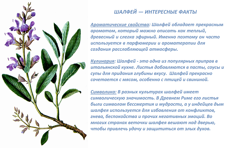 Шалфей факты Шалфей факты