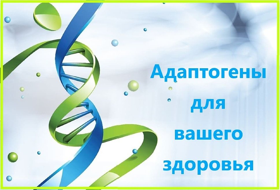 Адаптогены для вашего здоровья Адаптогены для вашего здоровья