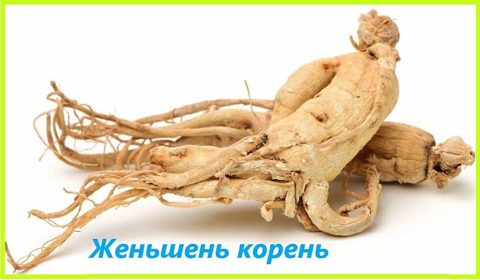 женьшень корень женьшень корень