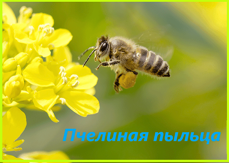 пчелиная пыльца пчелиная пыльца