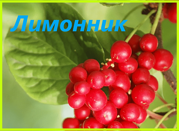 лимонник лимонник