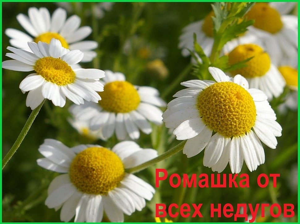Ромашка от всех недугов заголовок Ромашка от всех недугов заголовок