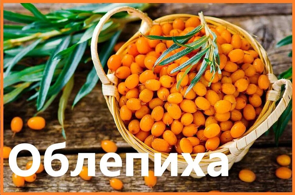 Растение облепиха Растение облепиха