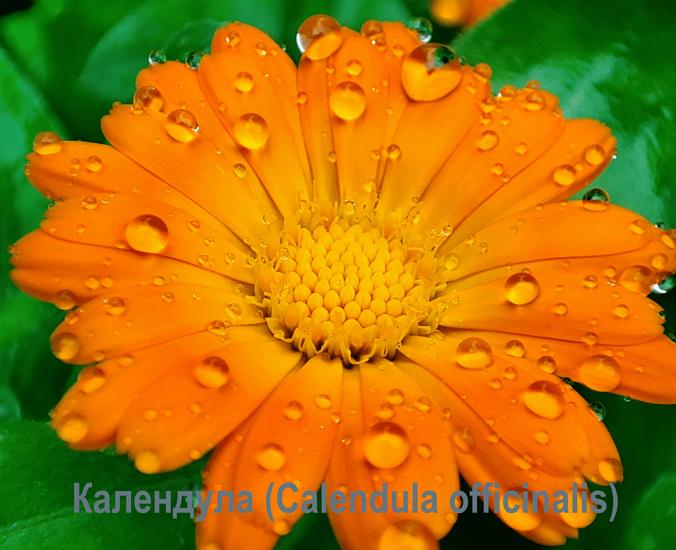 Календула (Calendula officinalis) Календула (Calendula officinalis)