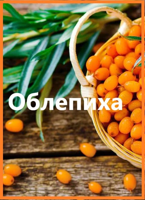 Растение облепиха. Свойства, польза, применение и противопоказания
