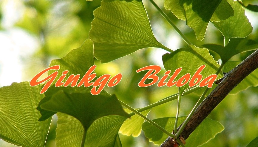 Все о гинкго билоба