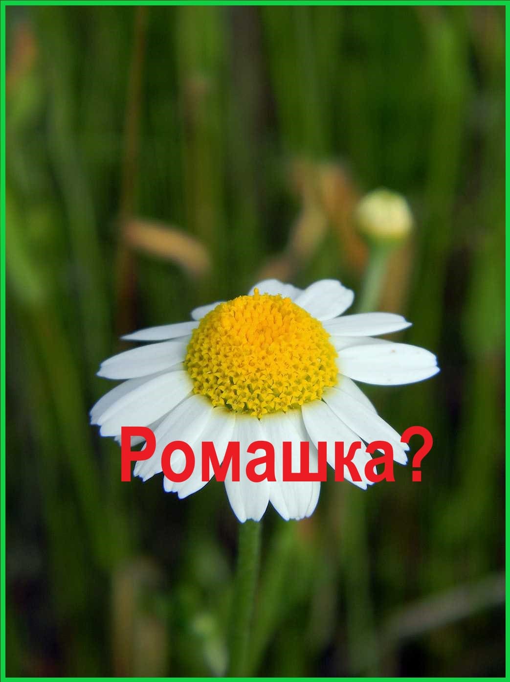Лечебные свойства ромашки