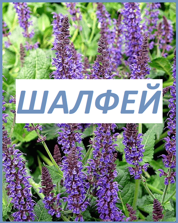 Лечебные свойства и противопоказания шалфея
