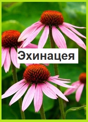 Эхинацея